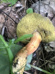 Hortiboletus coccyginus