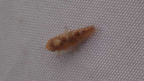 Platymetopius guttatus