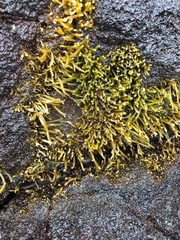 Ahnfeltiopsis concinna