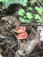 Hortiboletus coccyginus