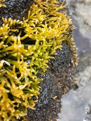 Ahnfeltiopsis concinna