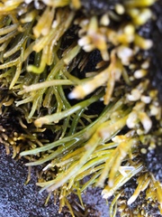 Ahnfeltiopsis concinna