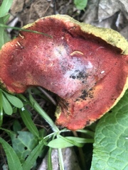 Hortiboletus coccyginus