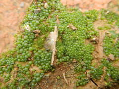 Botrydium