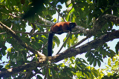 Varecia rubra