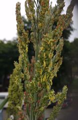 Sorghum bicolor bicolor