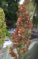 Sorghum bicolor bicolor