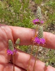 Dalea tenuis