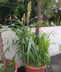 Sorghum bicolor bicolor