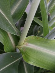 Sorghum bicolor bicolor