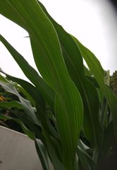 Sorghum bicolor bicolor