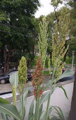Sorghum bicolor bicolor