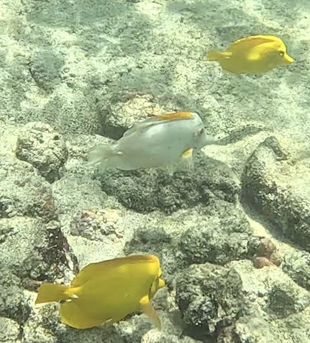 Photo of Yellow tang (Zebrasoma flavescens)