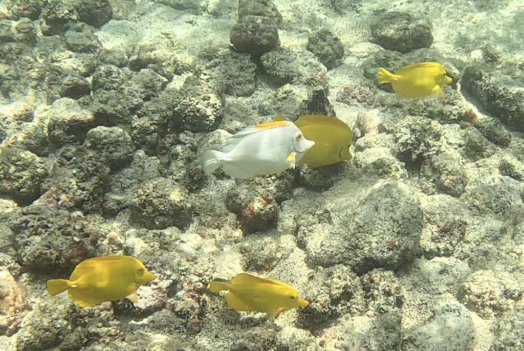Photo of Yellow tang (Zebrasoma flavescens)