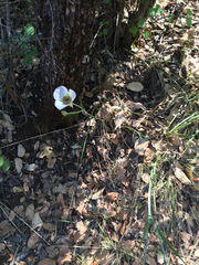 Calochortus ambiguus