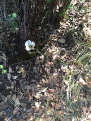Calochortus ambiguus
