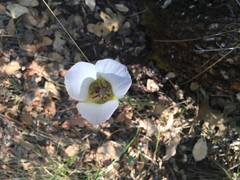 Calochortus ambiguus