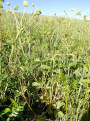 Potentilla chrysantha