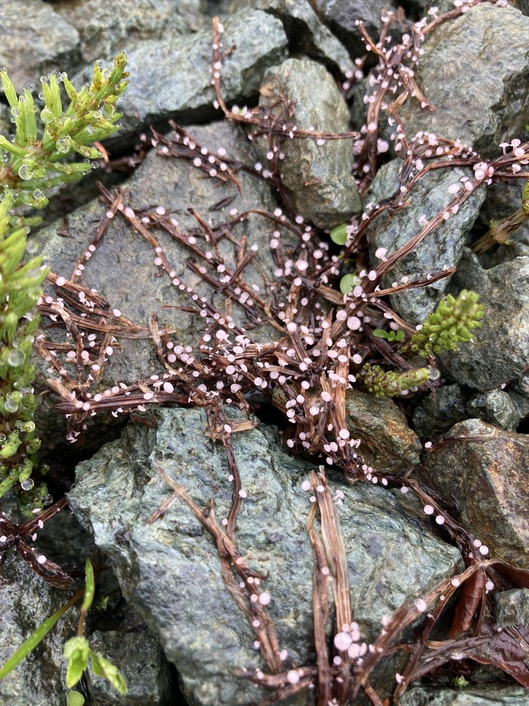 Roseodiscus equisetinus