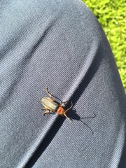 Cantharis rustica
