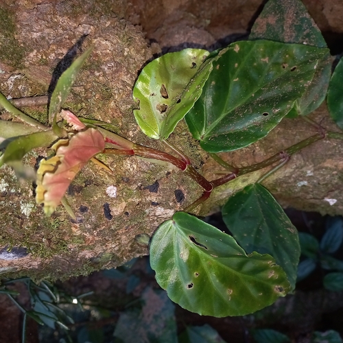 Begonia radicans, photograph 6