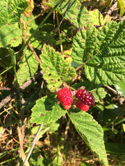 Rubus ursinus macropetalus