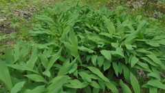 Allium microdictyon