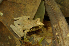 Aglyptodactylus chorus