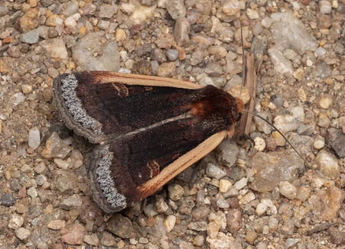 Abagrotis bimarginalis