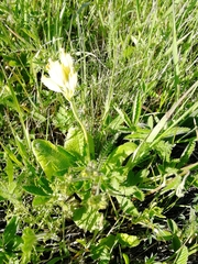 Primula veris macrocalyx