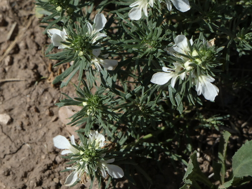 Image of Teucrium laciniatum by (c) bmasinton, some rights reserved (CC BY-SA)