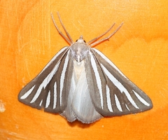 Pseudomaenas alcidata