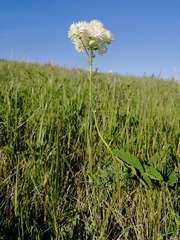 Thalictrum petaloideum