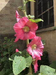 Alcea