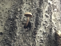 Simocybe serrulata