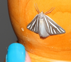 Pseudomaenas alcidata