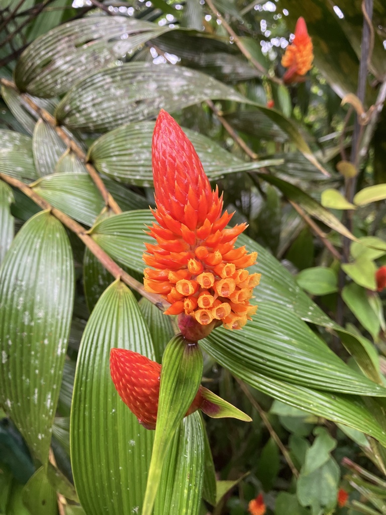 Elleanthus alberti