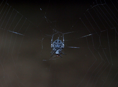 Neoscona nautica