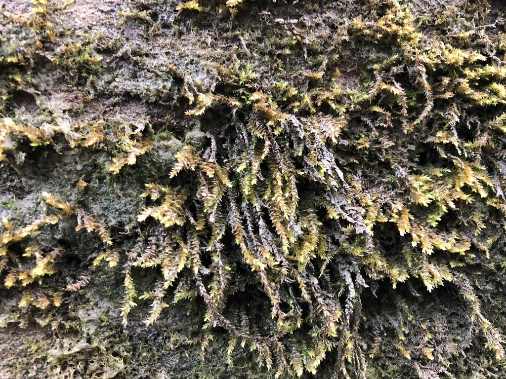 Platyhypnidium