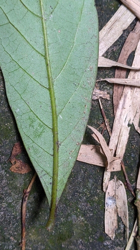 Cryptocarya concinna, photograph 3