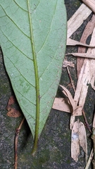 Cryptocarya concinna, photograph (c) 許文俊, some rights reserved (CC BY-SA)