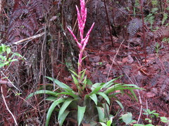 Tillandsia lucida