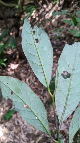 Cryptocarya concinna, photograph 4