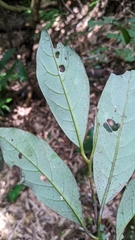 Cryptocarya concinna, photograph (c) 許文俊, some rights reserved (CC BY-SA)