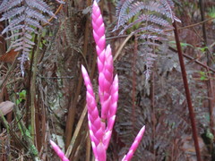 Tillandsia lucida