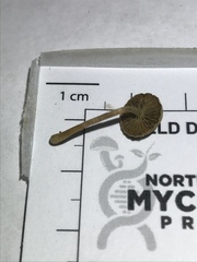 Simocybe serrulata