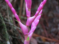 Tillandsia lucida