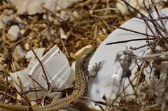 Podarcis siculus siculus