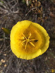 Calochortus weedii weedii