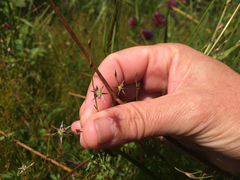 Juncus bufonius